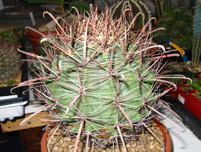 Ferocactus wizlizwnii var. tiburonensis